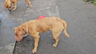 Typical Dogue de Bordeaux, scared of something new  Piglet at 12 months old