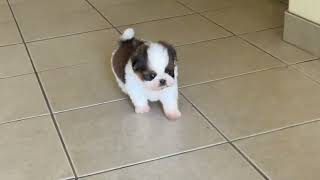 Puppy First Time Step Outside 😍 by Shih Tzus are the Best 1,623 views 2 weeks ago 44 seconds