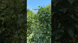 Thrive and turn green#farming #gardening #agricultura #trending #viral #shorts