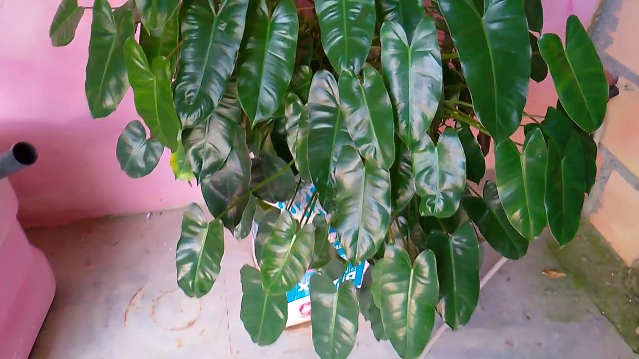 Fazendo um tú dás minhas plantas do meu pátio