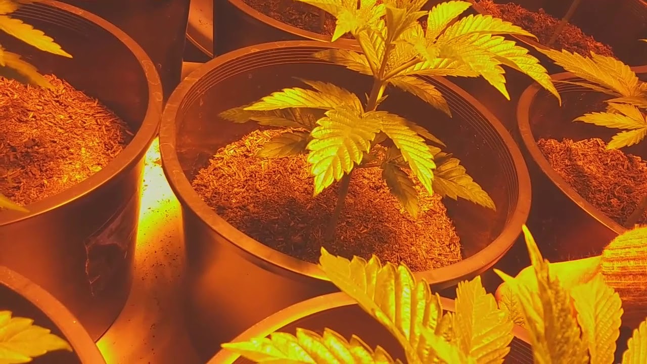 2020 Outdoor Cannabis Grow Raised Garden Bed