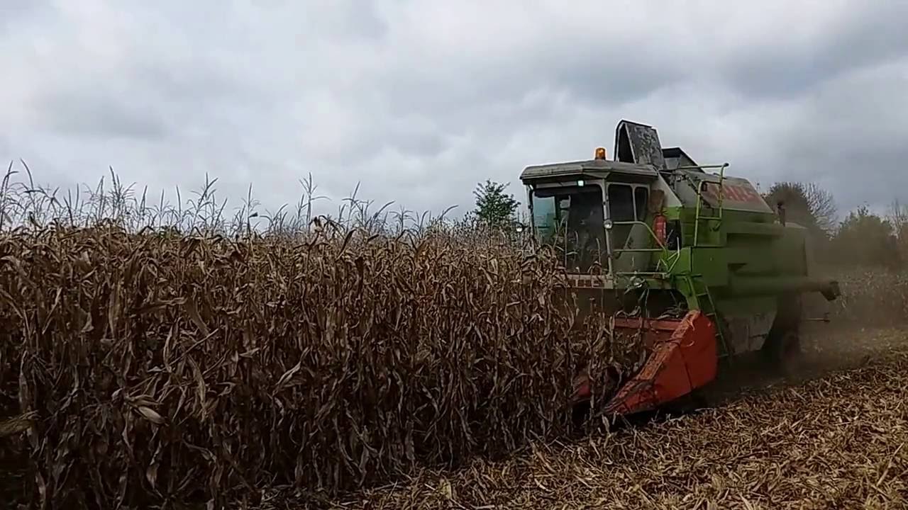 Class Dominator 106 130q-ás kukoricában 2016