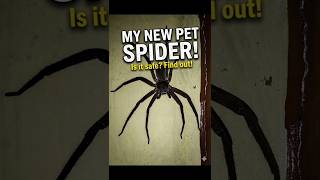 Ghar pe unexpected guest#pets#spider#tarentule#petsvlog#pets#animal#wildanimals