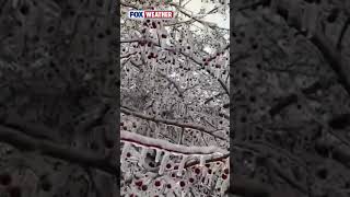 Freezing Rain Leaves Michigan Trees Sagging, Broken, And Coated In Heavy Ice