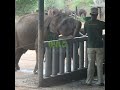 Adorable Baby Elephants Rush for Milk Feeding Time 🐘❤️