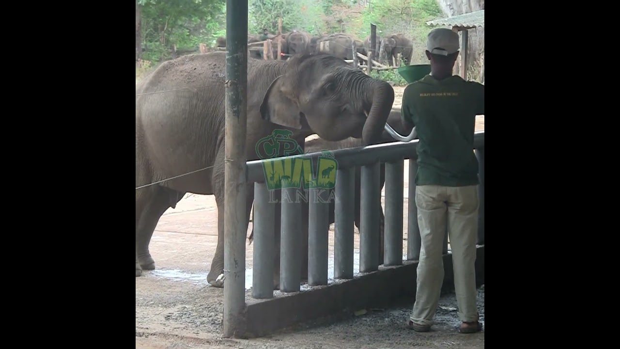 Adorable Baby Elephants Rush for Milk Feeding Time 🐘❤️