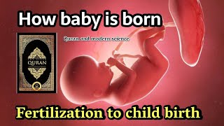 Bagaimana bayi dilahirkan | Mukjizat Al-Quran | Embriologi dalam Al-Quran