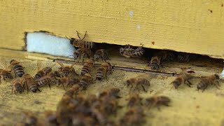 Uniós projekt az európai méhek védelmében