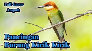 Sound .Suara Pikat Burung Kirik - Kirik Full Gacor . 🔊