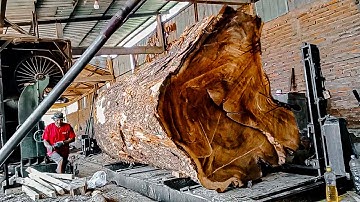 Kayu trembesi sultan ! Kayu mewah bahan meja makan orang amerika I Sawmill~kiswa mebel
