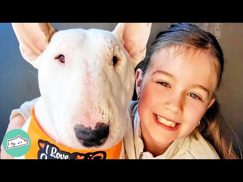 Video: Denna sjukdom påverkar 80% av Bull Terriers. Lider din elev tyst?