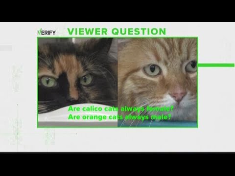 Video: Kodėl Calico Cats visada yra moterys?