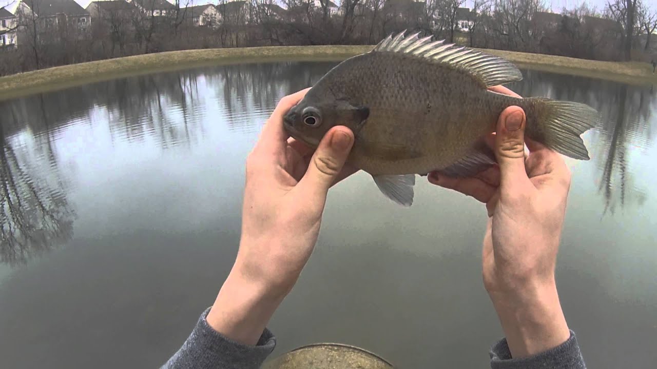 Bait and Lure fishing Ponds for Bass and Bluegill in the Early Spring