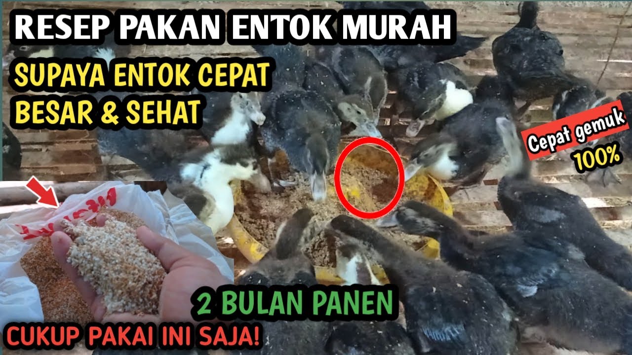 CARA TERNAK ENTOK BIAR CEPAT BESAR DALAM WAKTU SINGKAT 