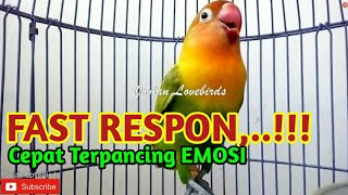 Suara Lovebird ini CEPAT di RESPON, Gacor Fighter, Bikin Emosi LABET-mu Cepat Terpancing