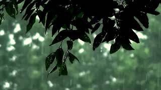 [listen for 5 minutes] rain shower sounds help you relax, unwind, meditate, study and sleep well.