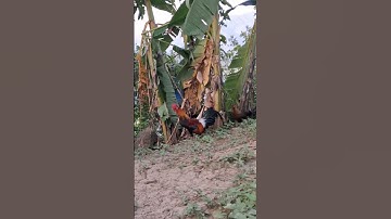 Hlau youtube pub qaib qus qaib hmoob lom zem heev.cho gà rừng ăn