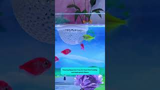 Floating Aquarium Tray | Khay nổi cho cá ăn gọn gàng và trồng cây thủy canh #aquarium #tools
