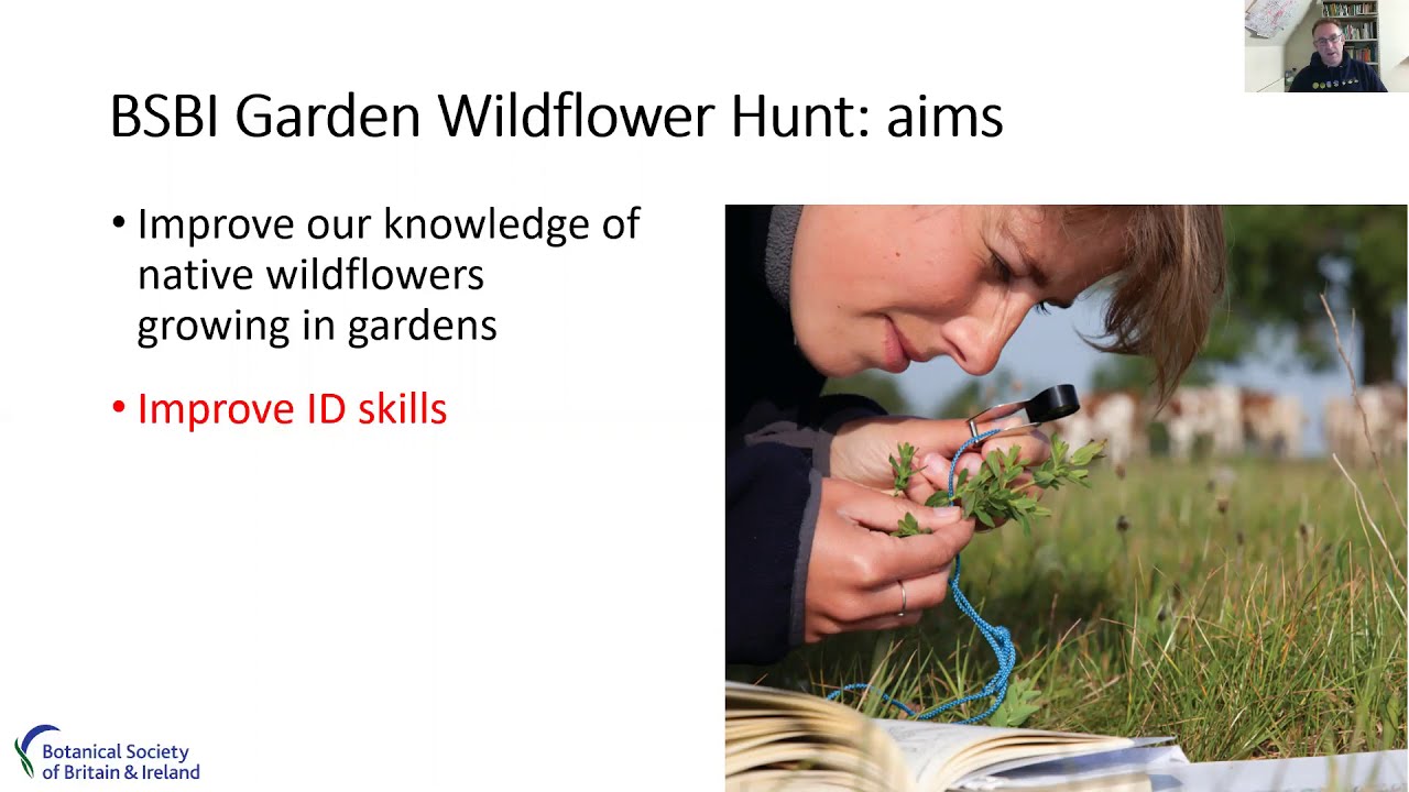 BSBI Garden Wildflower Hunt and Atlas 2020 update YouTube