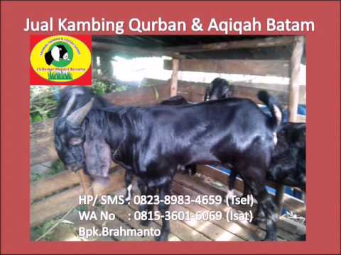 0823 8983 4659, Jual Kambing Aqiqah dan Qurban Batam,Jual Daging Kambing Frozen  YouTube