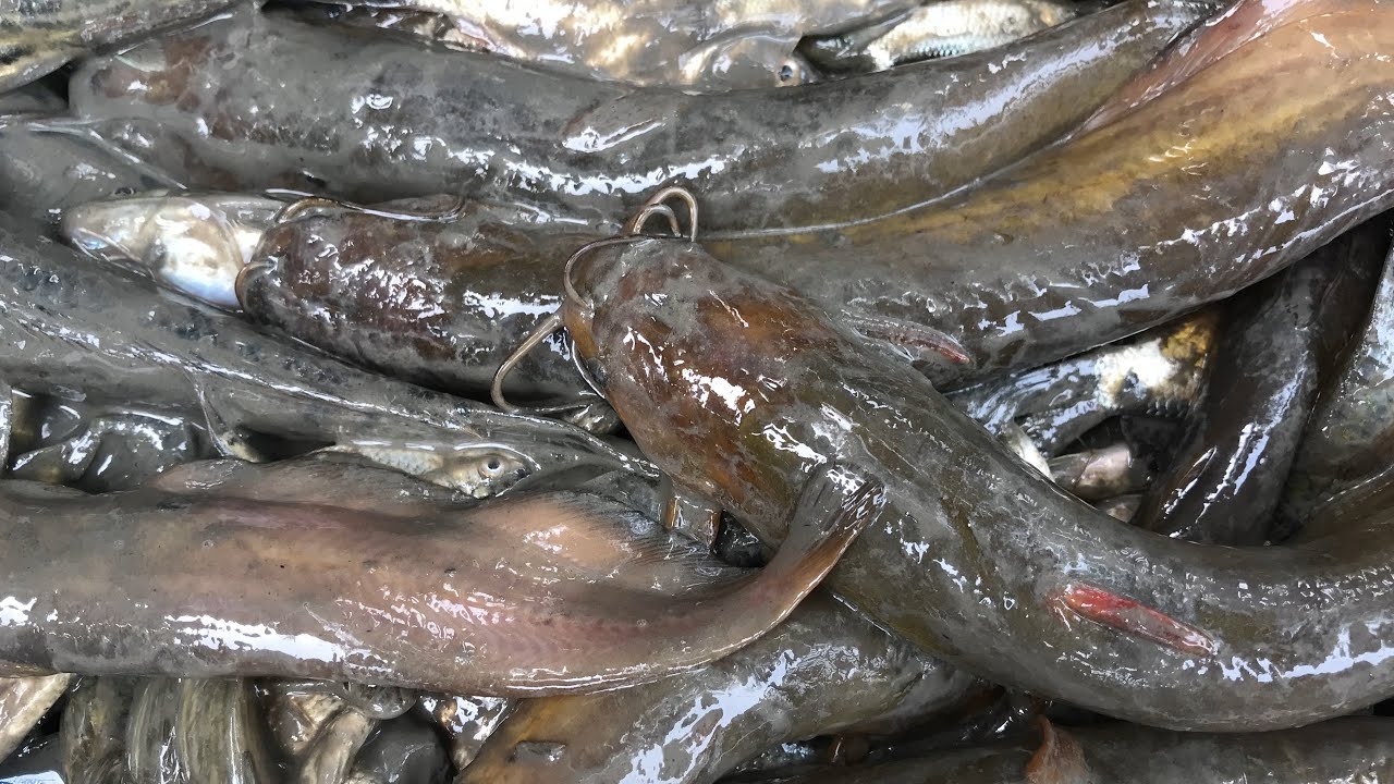 Best Hand Fishing Find Catfish in Secret Hole Unique Catching