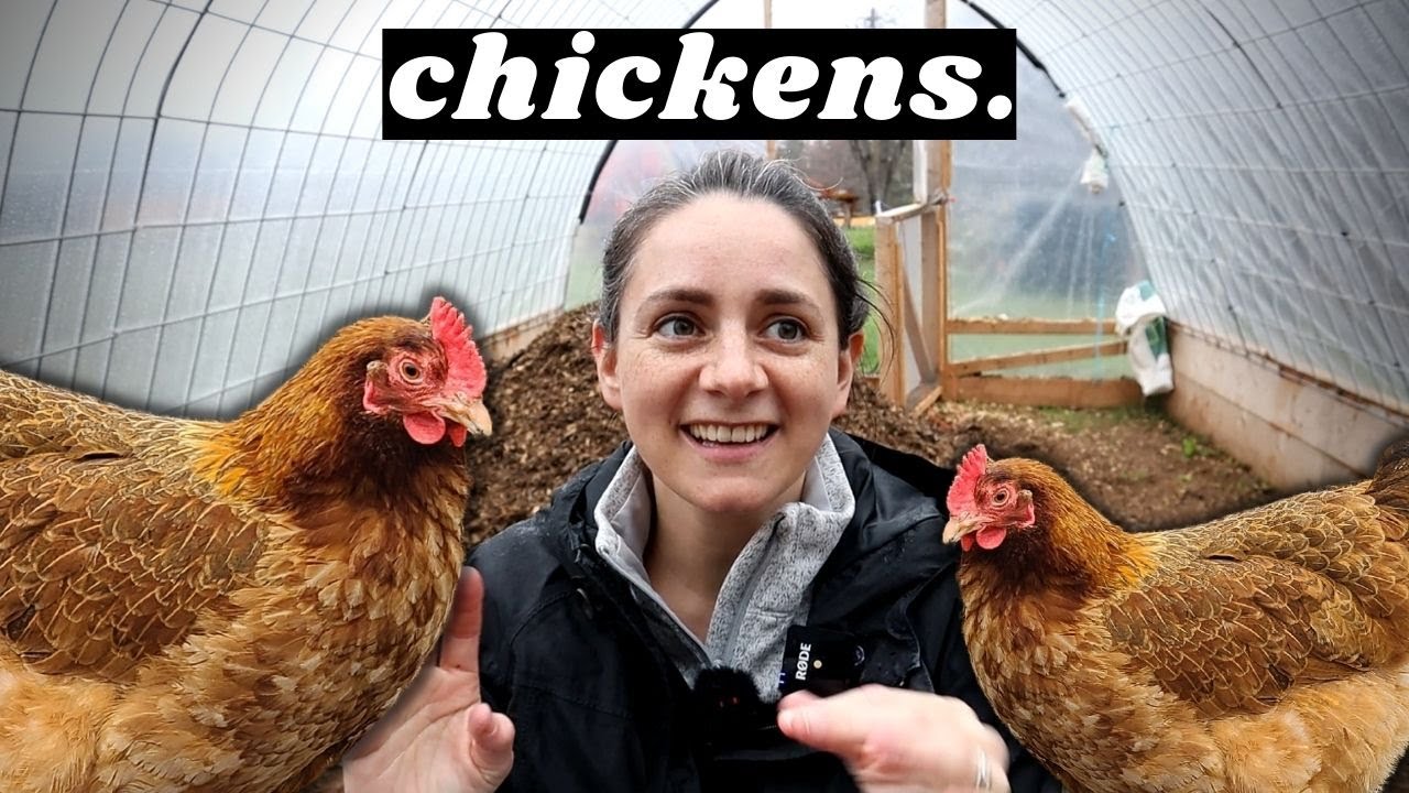 Chickens Are The Best Livestock for Beginners (and not beginners)