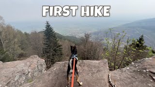 Shiba Inu's First Hike in the Woods by Ellie & Riley 652 views 2 years ago 3 minutes, 25 seconds