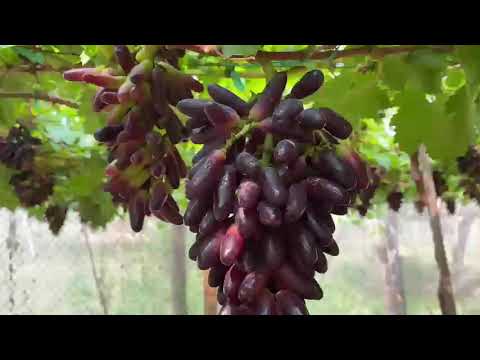 Video vườn nho ngón tay đen Ninh Thuận. lh 0793244301 - youtube