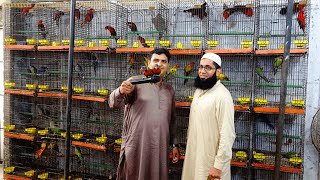 Hamza Bhai Exotic Big Parrots Setup Visit Big Parrots Ki Sari Mutation Mil Jaye Gi Munasib Daam Mein