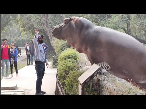 Brave Security Guard Pushed Hippo back into Water to Save Zoo Visitors!!!