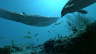 Basilosaurus swims .