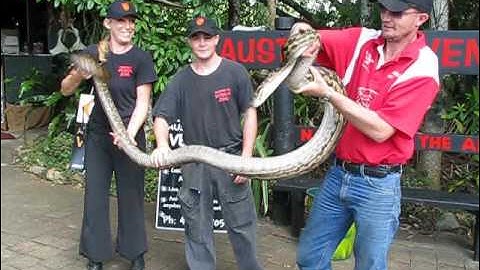 Scrub Python (Amethystine)