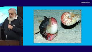 видео: Малахов В.В. -Зоология беспозвоночных - 14. Тип Моллюски (Mollusca): классы Головоногие и Брюхоногие картинка: Малахов В.В. -Зоология беспозвоночных - 14. Тип Моллюски (Mollusca): классы Головоногие и Брюхоногие