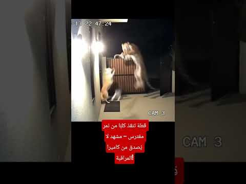 قطة تنقذ كلب ا من نمر مفترس مشهد لا ي صدق من كاميرا المراقبة اكسبلور تاريخ العظماء الثامن ما