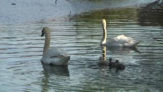 Baby Swans at the Palace - Part 3 (May 2016)