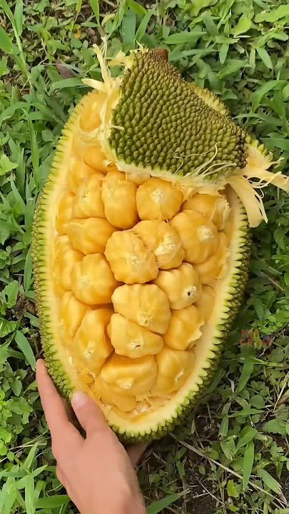 How to cutting jackfruit #quotes #gardening #cuttingfruit #fruit #fruitcutting #jackfruit #duet #jek
