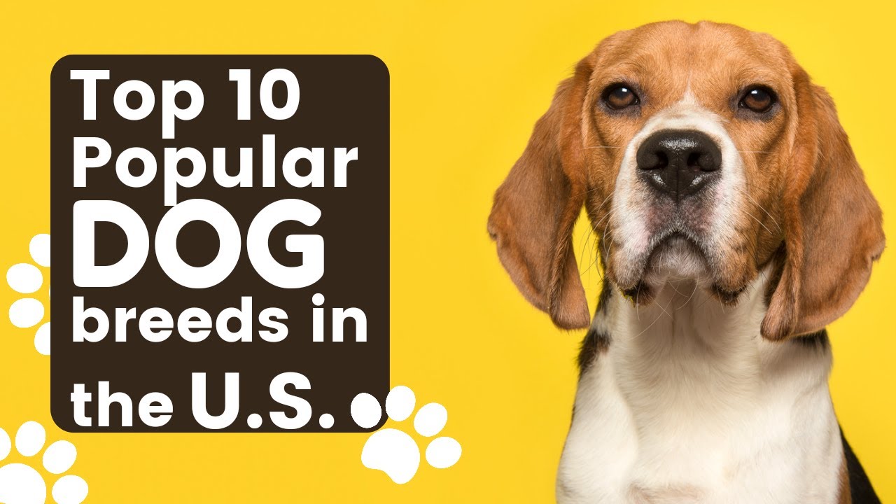 Top TEN most popular dog breeds in the U.S. YouTube