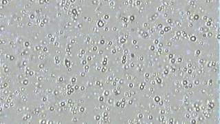 Colloidal Milk