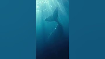 The Bloop #shorts