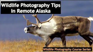 Large Mammals of Alaska  Wild Photo Adventures