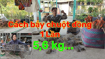 Bẫy chuột đồng không cần mồi/dính lia lịa luôn mọi người ơi.../Tèo Ngố TV...