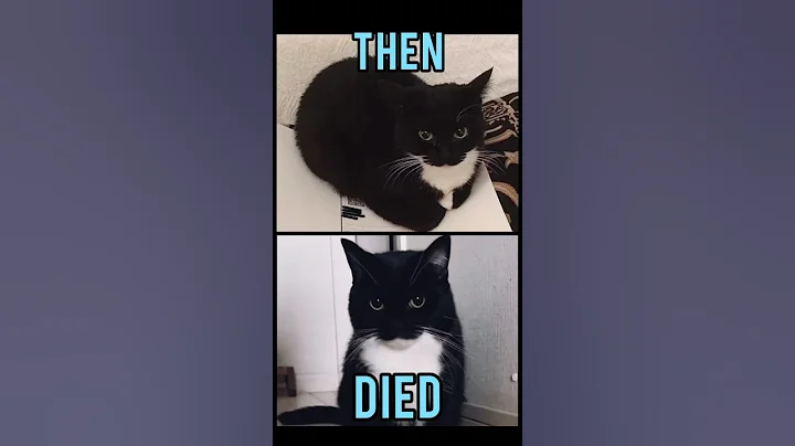 Famous Cats meme(Then vs Now) #meme #memes #nostalgia #catmemes