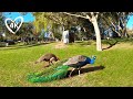 Relaxing Park Walk in 4K - Macintosh Island, Surfers Paradise Australia - Virtual Walking Tour