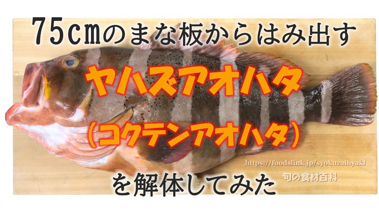 ヤハズアオハタ コクテンアオハタの目利きと料理 旬の魚介百科 ヤハズアオハタ コクテンアオハタの目利きと料理 旬の魚介百科