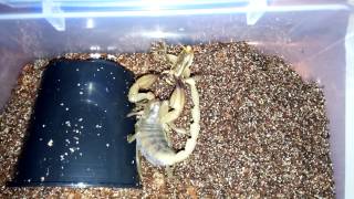 Scorpion with captured cricket