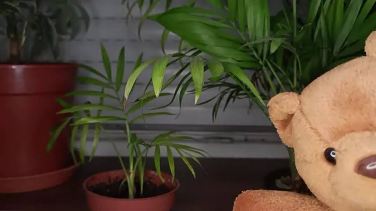 ASMR | Szabadság miatt helyettesítve!