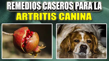 ¿Qué pueden hacer los veterinarios para la artritis en perros?