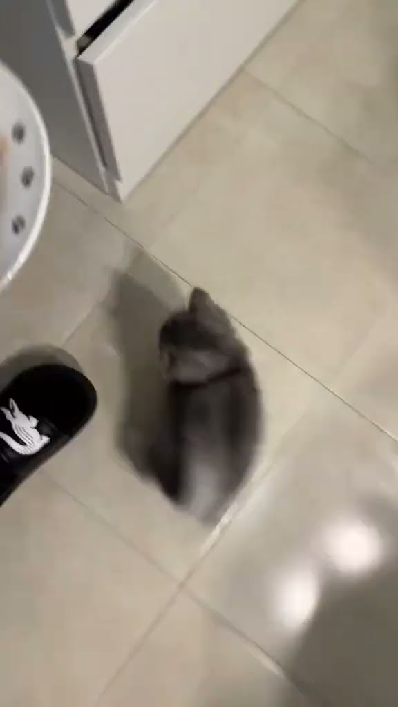 Bébé chaton très mignon ?????????