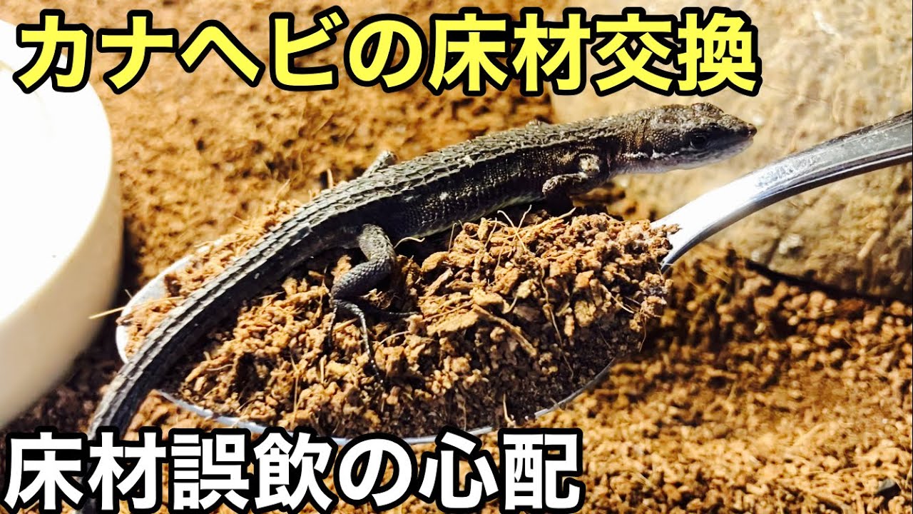 カナヘビ達の床材交換【爬虫類】カナヘビの多頭飼育