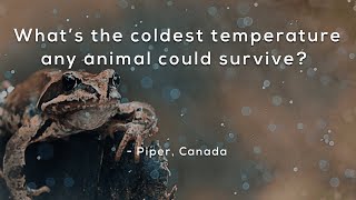 What's the coldest temperature any animal could survive?